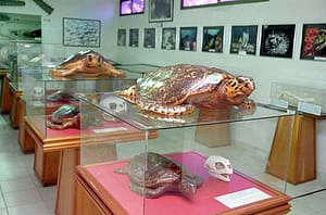 museo-marino-margarita1